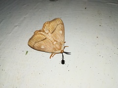 Strigivenifera venata