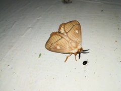 Strigivenifera venata