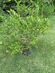 Citrus × aurantiifolia