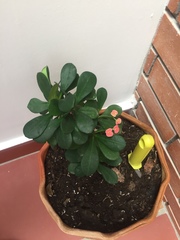 Euphorbia milii