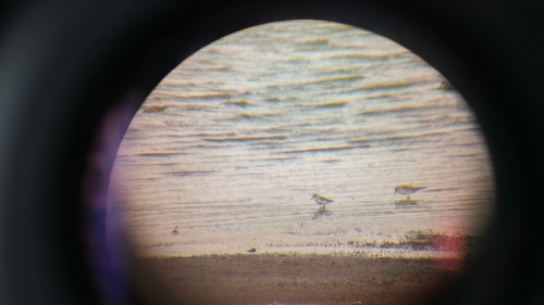 Calidris bairdii