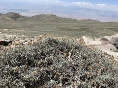 Artemisia rothrockii