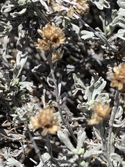 Artemisia rothrockii