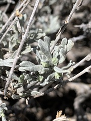 Artemisia rothrockii