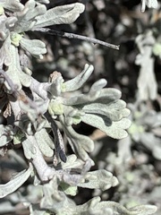 Artemisia rothrockii
