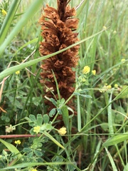 Orobanche elatior