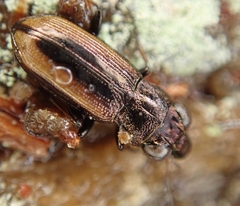 Notiophilus sylvaticus