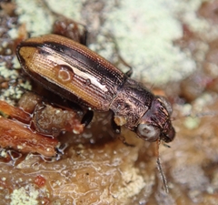 Notiophilus sylvaticus