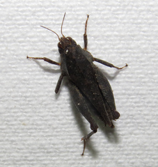 Tettigidea