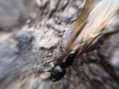 Camponotus herculeanus