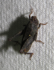 Tettigidea