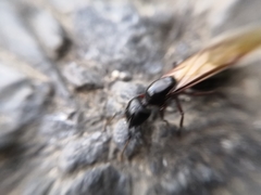Camponotus herculeanus