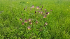 Aquilegia oxysepala