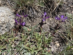 Penstemon heterodoxus heterodoxus
