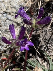 Penstemon heterodoxus heterodoxus