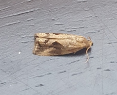 Endothenia nubilana