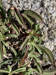 Penstemon heterodoxus heterodoxus