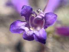 Penstemon heterodoxus heterodoxus