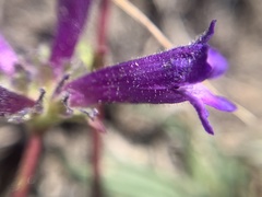 Penstemon heterodoxus heterodoxus