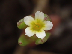 Gymnosteris parvula