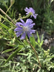 Lactuca tatarica