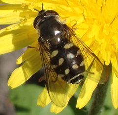 Dasysyrphus intrudens