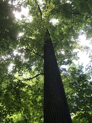 Liquidambar styraciflua