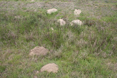 Geomys pinetis
