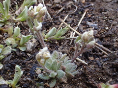 Draba californica