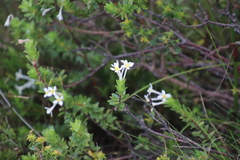 Gnidia tomentosa
