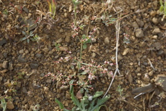 Eriogonum cithariforme