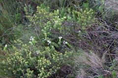 Gnidia tomentosa