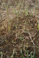 Eriogonum cithariforme