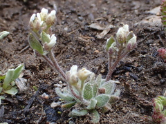 Draba californica