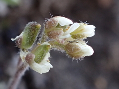 Draba californica