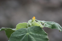 Allowissadula holosericea