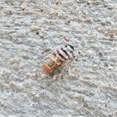 Pseudotephritina