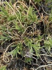 Chrysothamnus viscidiflorus viscidiflorus