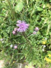 Cirsium