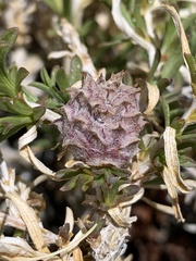 Rhopalomyia utahensis