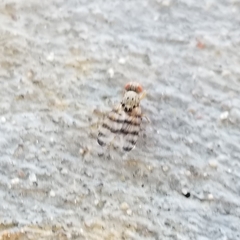 Pseudotephritina