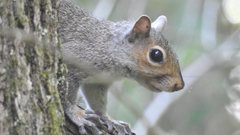 Sciurus carolinensis pennsylvanicus