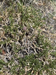 Chrysothamnus viscidiflorus viscidiflorus