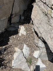 Marmota flaviventris