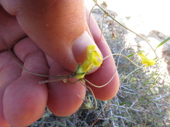 Neogaerrhinum filipes
