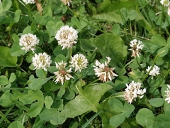 Trifolium repens
