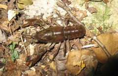 Austropotamobius pallipes