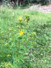 Hypericum maculatum