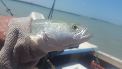 Cynoscion nebulosus