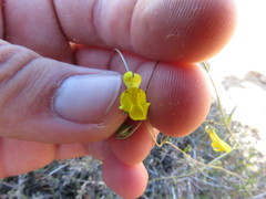 Neogaerrhinum filipes